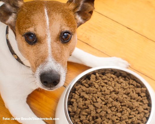 Jack Russell liegend vor gefülltem Napf