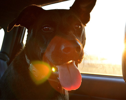 Reisen mit Hund Tipps für Impfung und Reiseapotheke