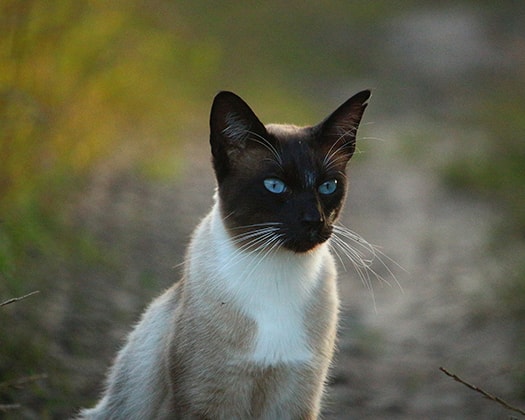 Siamkatze Lilac-Point