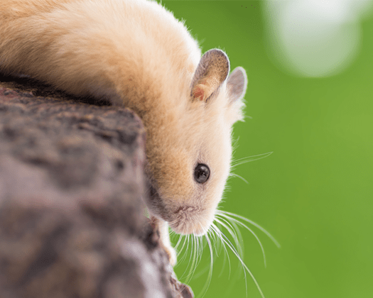 Goldhamster